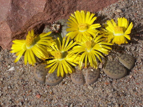 lithops schwantesii v.triebneri